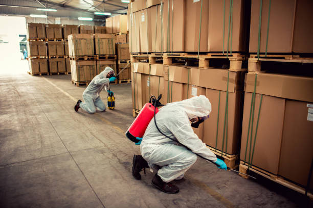 Wasp Removal Services in Norridge, IL