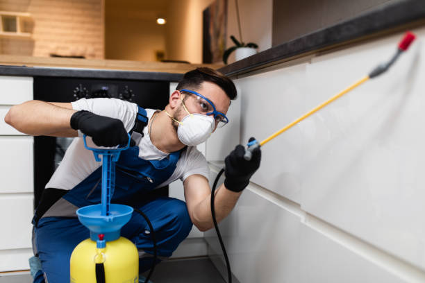 Best Affordable Pest Control Services  in Norridge, IL