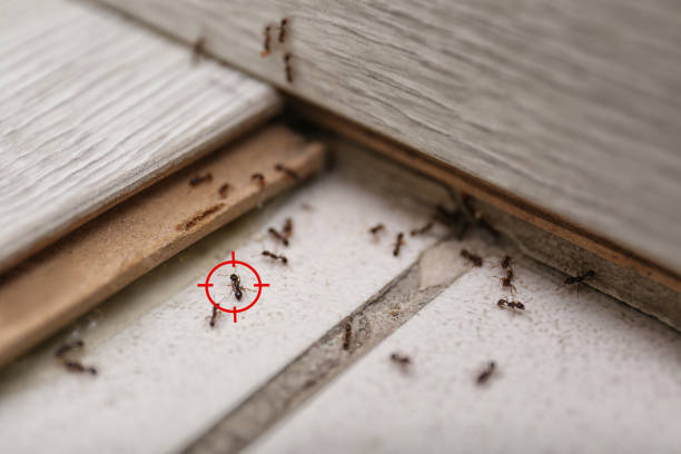 Best Wasp Removal Services  in Norridge, IL