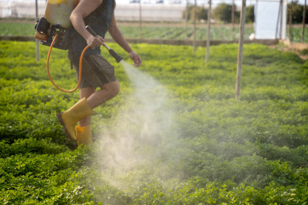 Best Pest Removal Services  in Norridge, IL