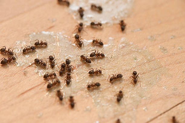 Best Spider Control Near Me  in Norridge, IL