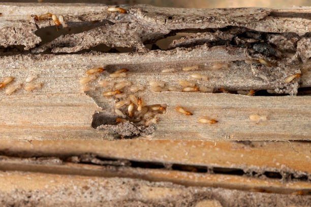Best Best Pest Control Companies  in Norridge, IL