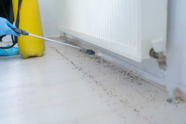 Best Residential Pest Control  in Norridge, IL